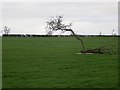 Old tree near Aston Square