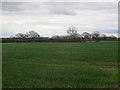 Arable land near Babbins Wood