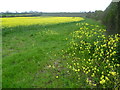 Oilseed rape crop alongside Barnes Lane