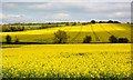 Rapeseed in full bloom near Hampstead Norreys, Berkshire