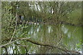 The pond at Brick Pond Farm off Balne Moor Lane