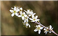 Blackthorn blossom