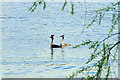 Great Crested Grebes at Carr Mill Dam