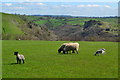 Sheep grazing near Grindon