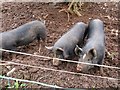 Berkshire pigs