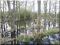 A temporary lake with ducks