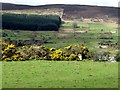 Clonlum Court Tomb off Clonlum Road