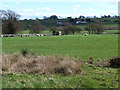 Field with sheep near Ravensford Farm