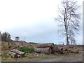 Felled timber, Ardnagrask