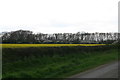 Blackthorn and rape flowering in front of Collow Holt