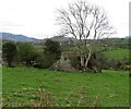 Ruined cottage below Tamnaghbane Road