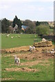 SP1136 : Lambing season at Peter's Farm by Roger Davies