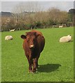 Bull near Beara Farm