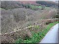 Hedging in Cwm Banw