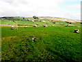 Sheep, Aghascrebagh