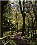 SU6174 : Bridle Path by Little Bear Wood, near Tidmarsh, Berkshire by Edmund Shaw