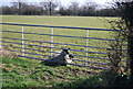 Mother and child behind the gate