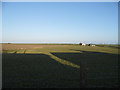 Field by Robin Hood Lane, Lydd