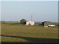 Sheep in a field, Lydd