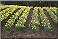 Field of daffodils, Balloch, Alyth