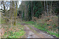 Forestry track south of the Afon Llugwy