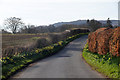 Roadside daffodils between Coupar Angus and Campmuir