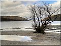 NY3818 : Ullswater, Glencoyne Bay by David Dixon