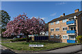 Flowering Cherry in Avenue Road, London N14