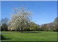 Blossom in the brookstray green