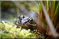 Common Frog (Rana temporaria) by a garden pond, Melling