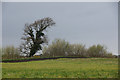 Ivy-covered tree, Hall Lane, Lydiate