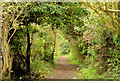 J3482 : Woodland path, Carnmoney Hill, Newtownabbey - April 2014(1) by Albert Bridge