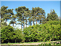 Pine trees beside Fakenham Road (A1067)