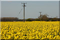 Oilseed rape