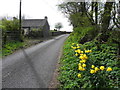 Daffodils along Leglands Road