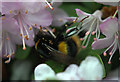 Buff-tailed Bumblebee (Bombus terrestris), Glendoick Gardens