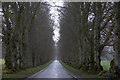 Avenue of trees at Blair Castle