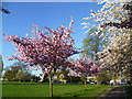 Blossom in Eltham Park South