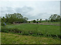 Horses in a field adjacent to St Mary, Chalgrove