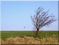 Turbine and Small Tree