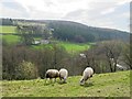 The valley of the River East Allen around Mill Haugh