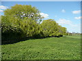 Willows near Green End Farm