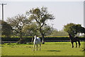 Taunton Deane District : Grassy Field & Horses