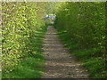 Green tunnel