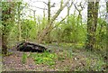 Part Fallen Tree at Lymington Reed Beds