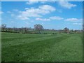 Lush Grassland near Marston Montgomery