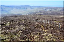 NT3643 : Grouse moor, Windlestraw Law by Jim Barton