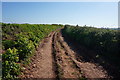 Farm track/path to Galmpton