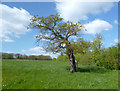 The London Loop near Loughton