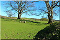 Farmland at Orchardton Mains